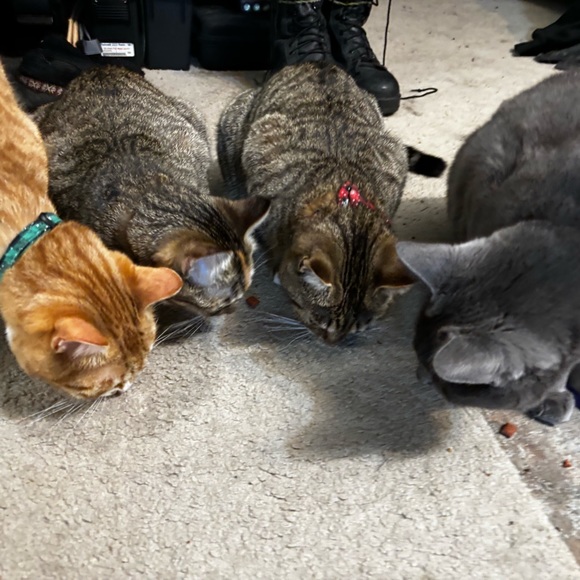 Live Show Notifications 🔔 🐈 - Picture 2 of 13